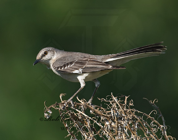 Mimus polyglottos  NORTHERN MOCKINGBIRD 7005733
