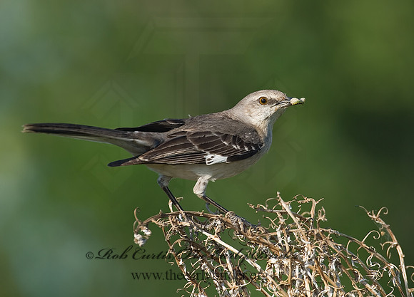 Mimus polyglottos  NORTHERN MOCKINGBIRD 7005760