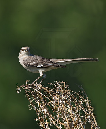 Mimus polyglottos  NORTHERN MOCKINGBIRD 7005729