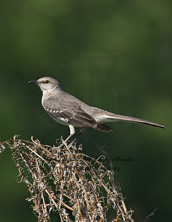 Mimus polyglottos  NORTHERN MOCKINGBIRD 7005728