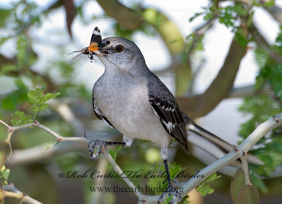Mimus polyglottos  NORTHERN MOCKINGBIRD 7005708