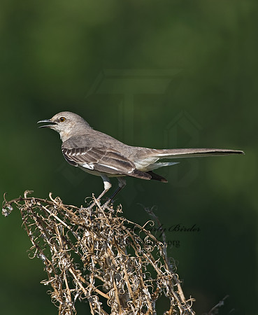 Mimus polyglottos  NORTHERN MOCKINGBIRD 7005727