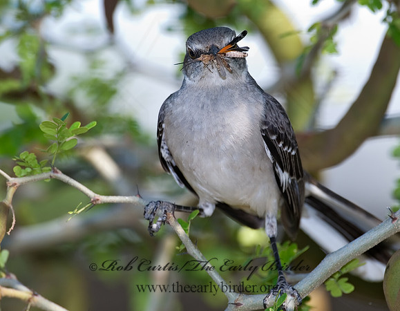 Mimus polyglottos  NORTHERN MOCKINGBIRD 7005707
