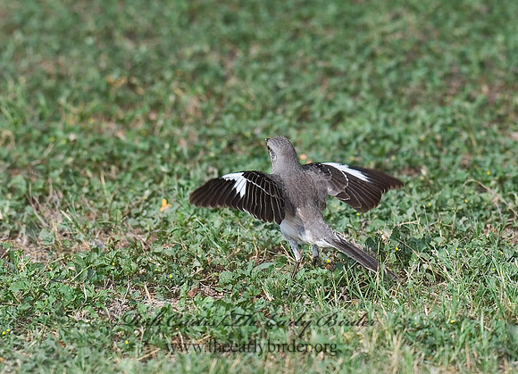 Mimus polyglottos  NORTHERN MOCKINGBIRD 7005493
