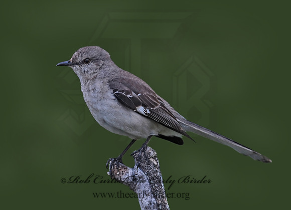 Mimus polyglottos  NORTHERN MOCKINGBIRD 6023150