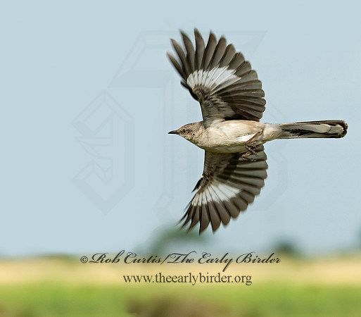 Mimus polyglottos  NORTHERN MOCKINGBIRD 7005115