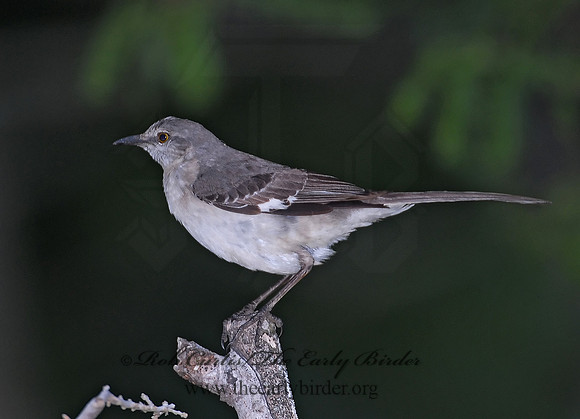 Mimus polyglottos  NORTHERN MOCKINGBIRD 6023165