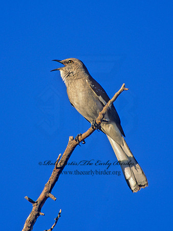 Mimus polyglottos  NORTHERN MOCKINGBIRD 57029