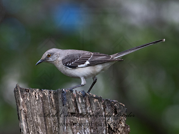 Mimus polyglottos  NORTHERN MOCKINGBIRD 6039132