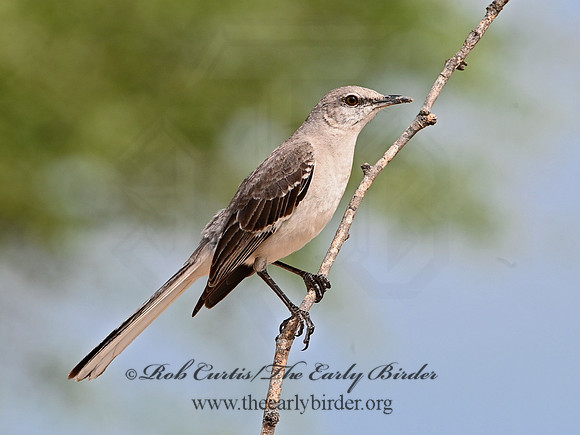 Mimus polyglottos  NORTHERN MOCKINGBIRD 3033364