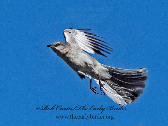 Mimus polyglottos  NORTHERN MOCKINGBIRD 6040807