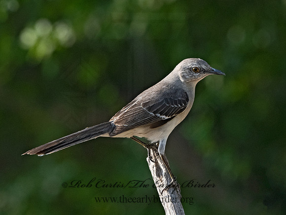 Mimus polyglottos  NORTHERN MOCKINGBIRD 3032870