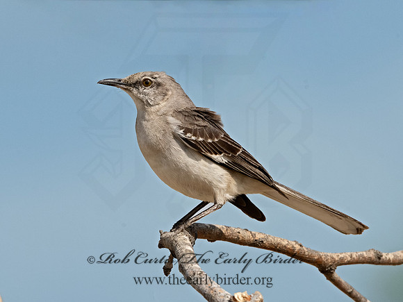 Mimus polyglottos  NORTHERN MOCKINGBIRD 3034138