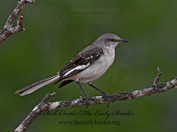 Mimus polyglottos  NORTHERN MOCKINGBIRD 3032949