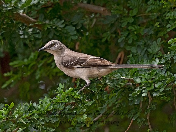 Mimus polyglottos  NORTHERN MOCKINGBIRD 3032684