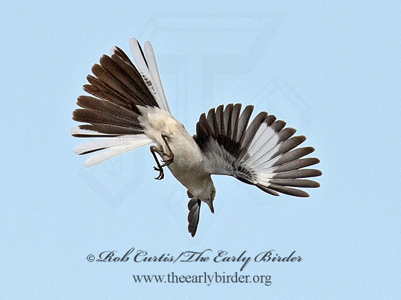 Mimus polyglottos  NORTHERN MOCKINGBIRD 6040691