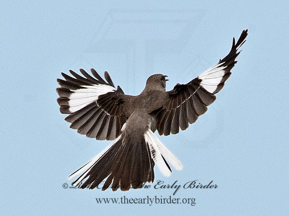 Mimus polyglottos  NORTHERN MOCKINGBIRD 6040689