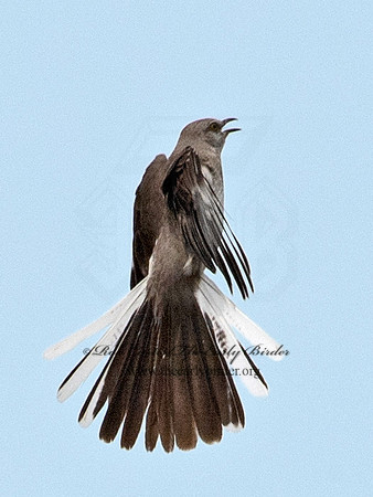 Mimus polyglottos  NORTHERN MOCKINGBIRD 6040690