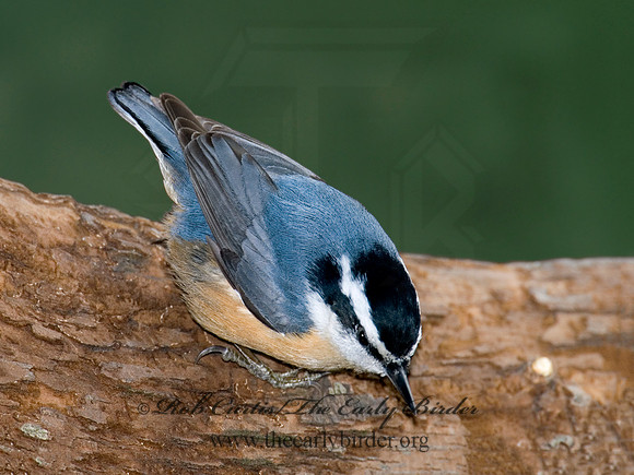 Sitta canadensis  RED-BREASTED NUTHATCH 6000722