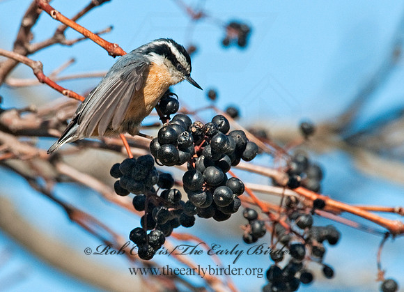 Sitta canadensis  RED-BREASTED NUTHATCH 3004866
