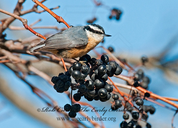 Sitta canadensis  RED-BREASTED NUTHATCH 3004867