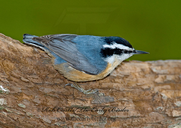 Sitta canadensis  RED-BREASTED NUTHATCH 6000723