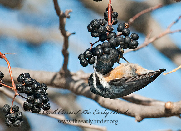 Sitta canadensis  RED-BREASTED NUTHATCH 3004864