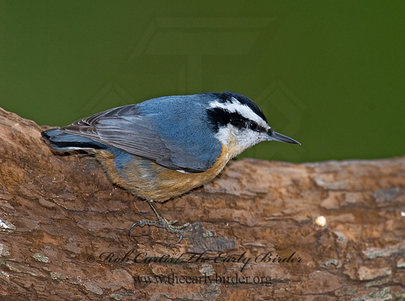 Sitta canadensis  RED-BREASTED NUTHATCH 6000727