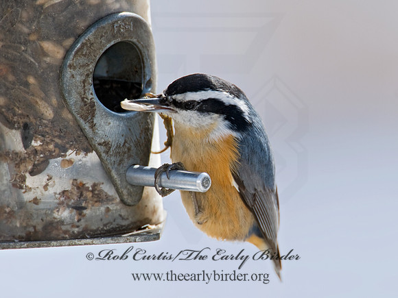 Sitta canadensis  RED-BREASTED NUTHATCH 6001072
