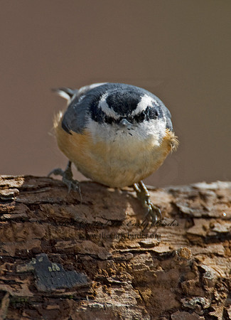 Sitta canadensis  RED-BREASTED NUTHATCH 6001080