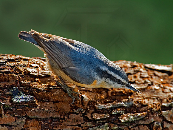 Sitta canadensis  RED-BREASTED NUTHATCH 6001051