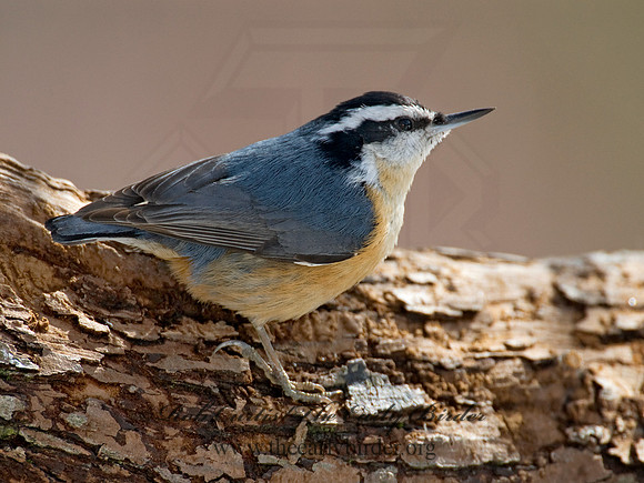 Sitta canadensis  RED-BREASTED NUTHATCH 6001081