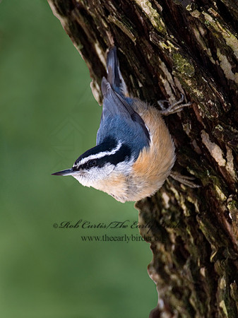 Sitta canadensis  RED-BREASTED NUTHATCH 6001092