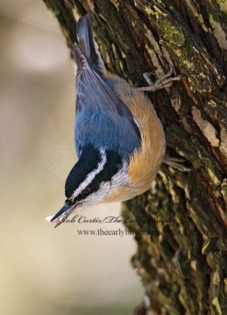 Sitta canadensis  RED-BREASTED NUTHATCH 6001094