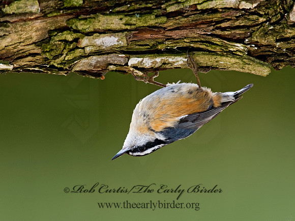 Sitta canadensis  RED-BREASTED NUTHATCH 6001097