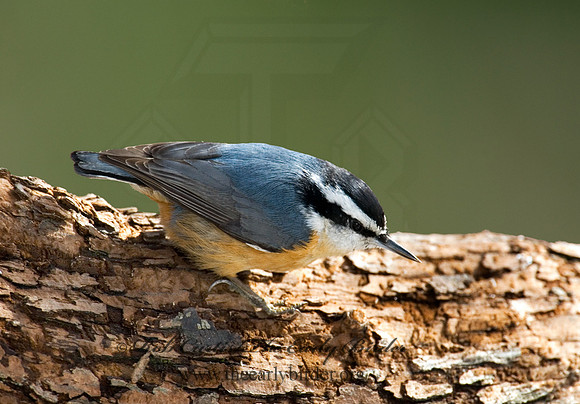 Sitta canadensis  RED-BREASTED NUTHATCH 6001109