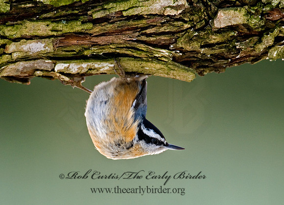 Sitta canadensis  RED-BREASTED NUTHATCH 6001100
