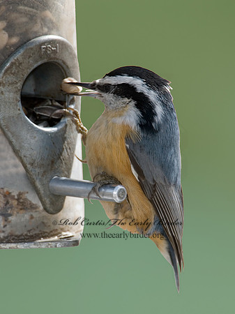 Sitta canadensis  RED-BREASTED NUTHATCH 6001114 IF