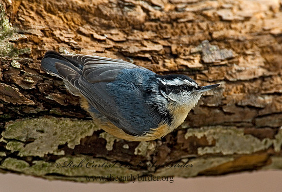 Sitta canadensis  RED-BREASTED NUTHATCH 6001201