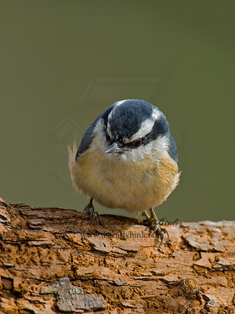 Sitta canadensis  RED-BREASTED NUTHATCH 6001206