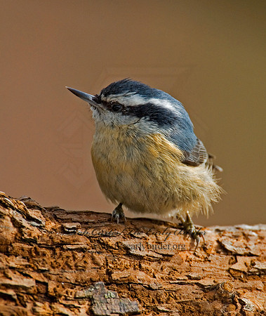 Sitta canadensis  RED-BREASTED NUTHATCH 6001207