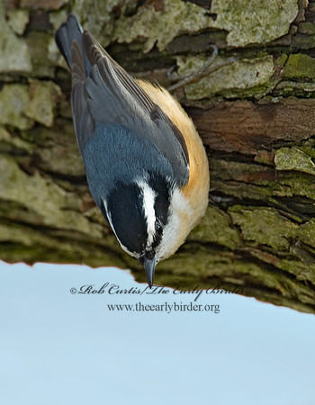 Sitta canadensis  RED-BREASTED NUTHATCH 6001212