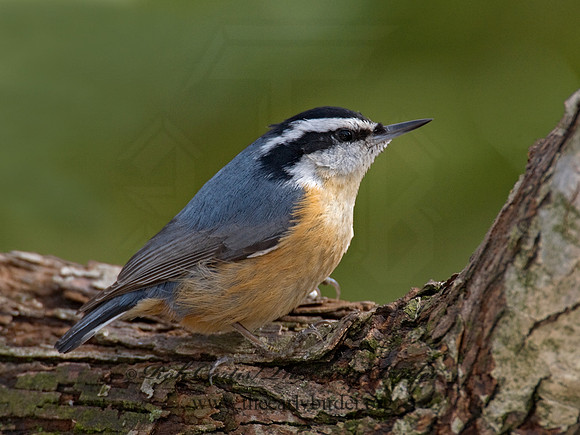 Sitta canadensis  RED-BREASTED NUTHATCH 6001215