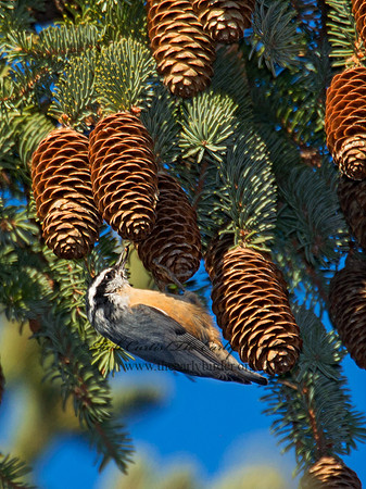 Sitta canadensis  RED-BREASTED NUTHATCH 6035445