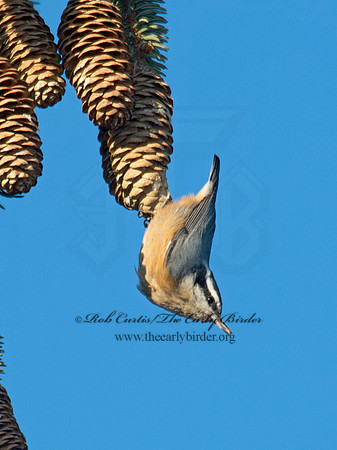 Sitta canadensis  RED-BREASTED NUTHATCH 6035448