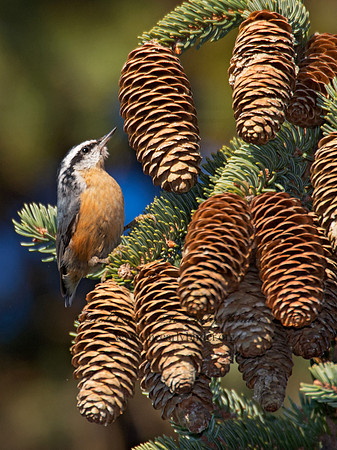 Sitta canadensis  RED-BREASTED NUTHATCH 6035455