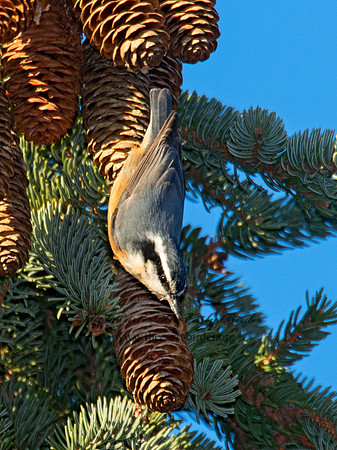 Sitta canadensis  RED-BREASTED NUTHATCH 6035450