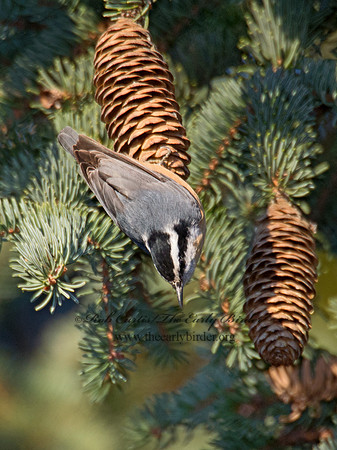 Sitta canadensis  RED-BREASTED NUTHATCH 6035460