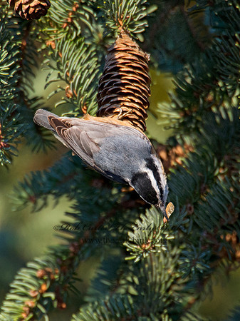 Sitta canadensis  RED-BREASTED NUTHATCH 6035461