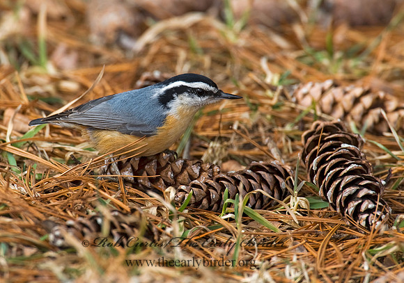 Sitta canadensis  RED-BREASTED NUTHATCH 8010611